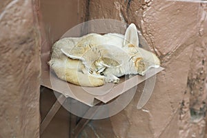 ItÃ¢â¬â¢s a livestock l raise at home.